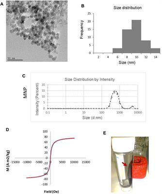 Dual conjugation of magnetic nanoparticles with antibodies and siRNA for cell-specific gene silencing in vascular cells